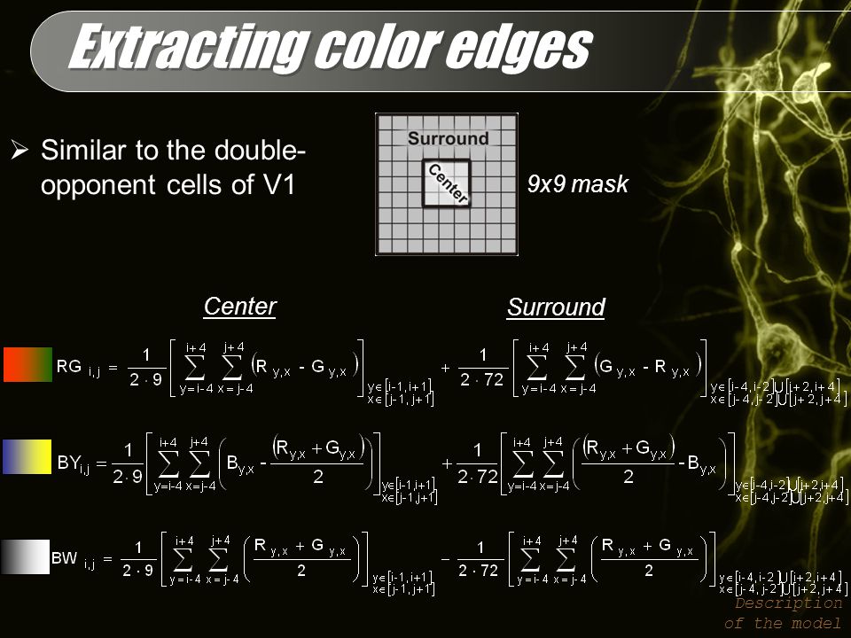 Extracting color edges Description of the model Center Surround 9x9 mask  Similar to the double- opponent cells of V1