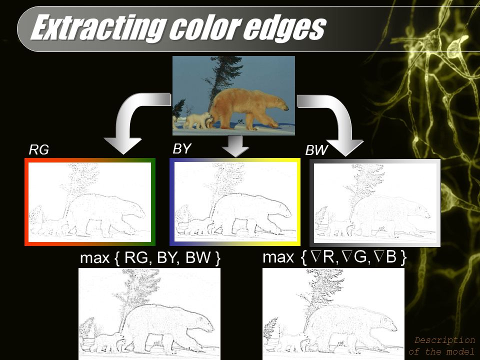 Extracting color edges Description of the model max { RG, BY, BW } RG BY BW