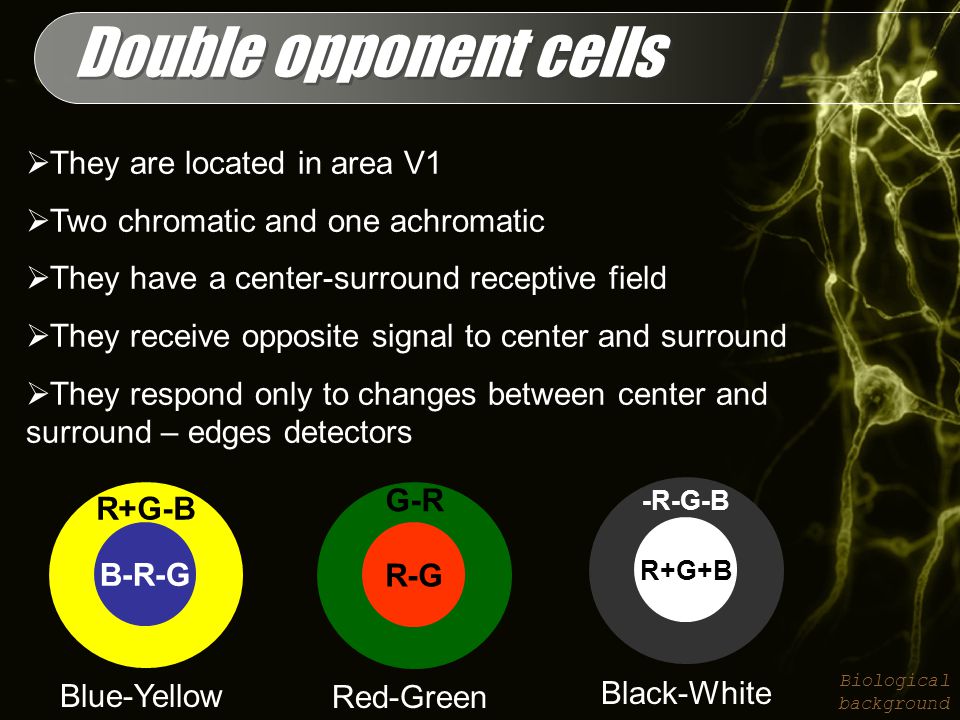 Double opponent cells Biological background  They are located in area V1  Two chromatic and one achromatic  They have a center-surround receptive field  They receive opposite signal to center and surround  They respond only to changes between center and surround – edges detectors R+G-B B-R-G G-R R-G -R-G-B R+G+B Blue-Yellow Red-Green Black-White