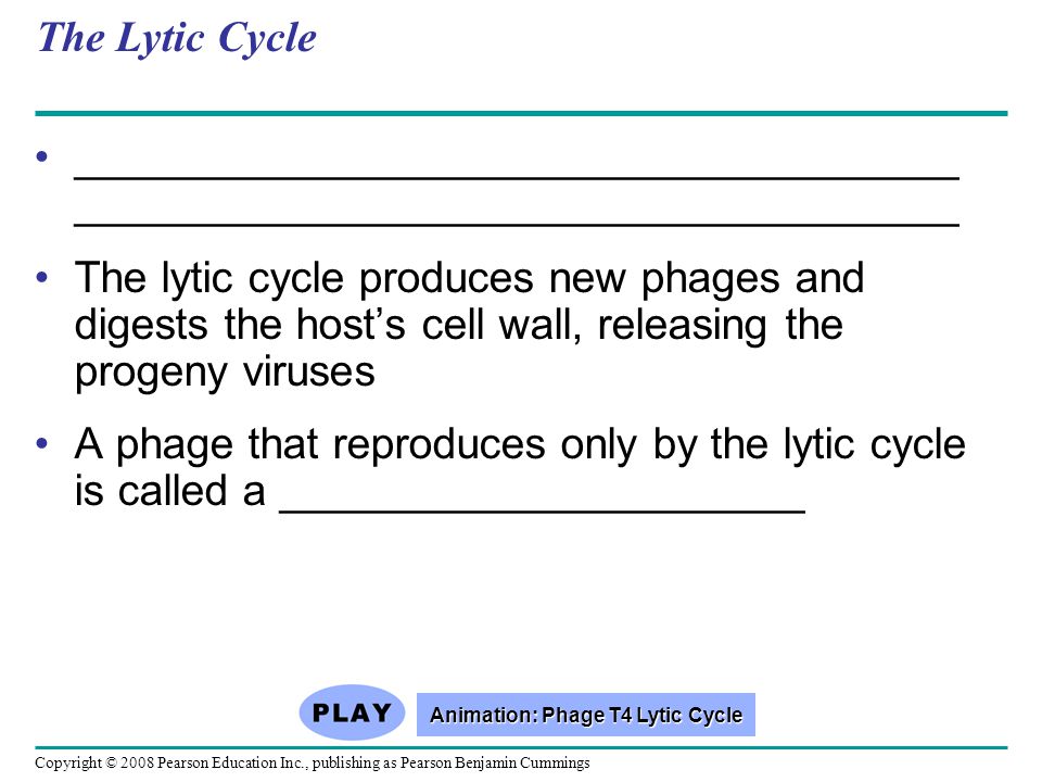 Copyright © 2008 Pearson Education Inc., publishing as Pearson Benjamin Cummings The Lytic Cycle _____________________________________ The lytic cycle produces new phages and digests the host’s cell wall, releasing the progeny viruses A phage that reproduces only by the lytic cycle is called a ______________________ Animation: Phage T4 Lytic Cycle Animation: Phage T4 Lytic Cycle