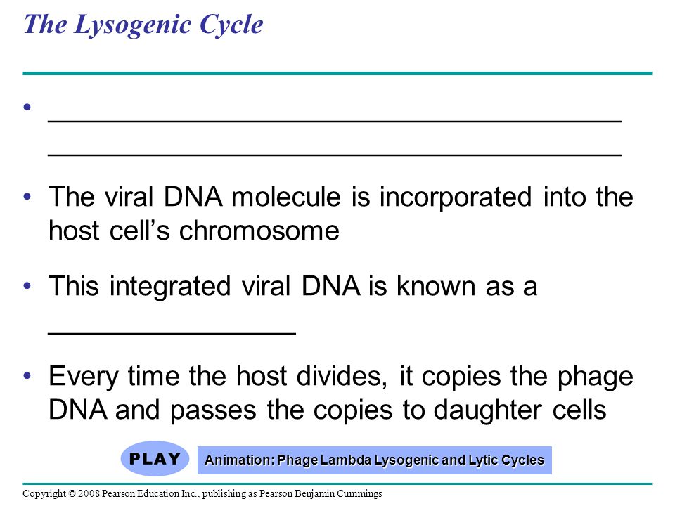 Copyright © 2008 Pearson Education Inc., publishing as Pearson Benjamin Cummings The Lysogenic Cycle _____________________________________ The viral DNA molecule is incorporated into the host cell’s chromosome This integrated viral DNA is known as a ________________ Every time the host divides, it copies the phage DNA and passes the copies to daughter cells Animation: Phage Lambda Lysogenic and Lytic Cycles Animation: Phage Lambda Lysogenic and Lytic Cycles