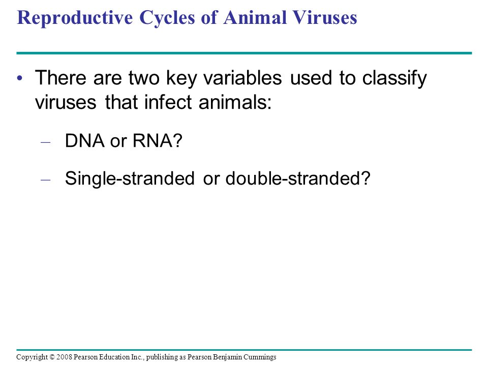 Copyright © 2008 Pearson Education Inc., publishing as Pearson Benjamin Cummings Reproductive Cycles of Animal Viruses There are two key variables used to classify viruses that infect animals: – DNA or RNA.