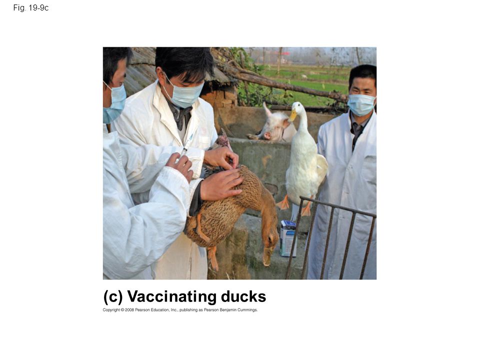 Fig. 19-9c (c) Vaccinating ducks