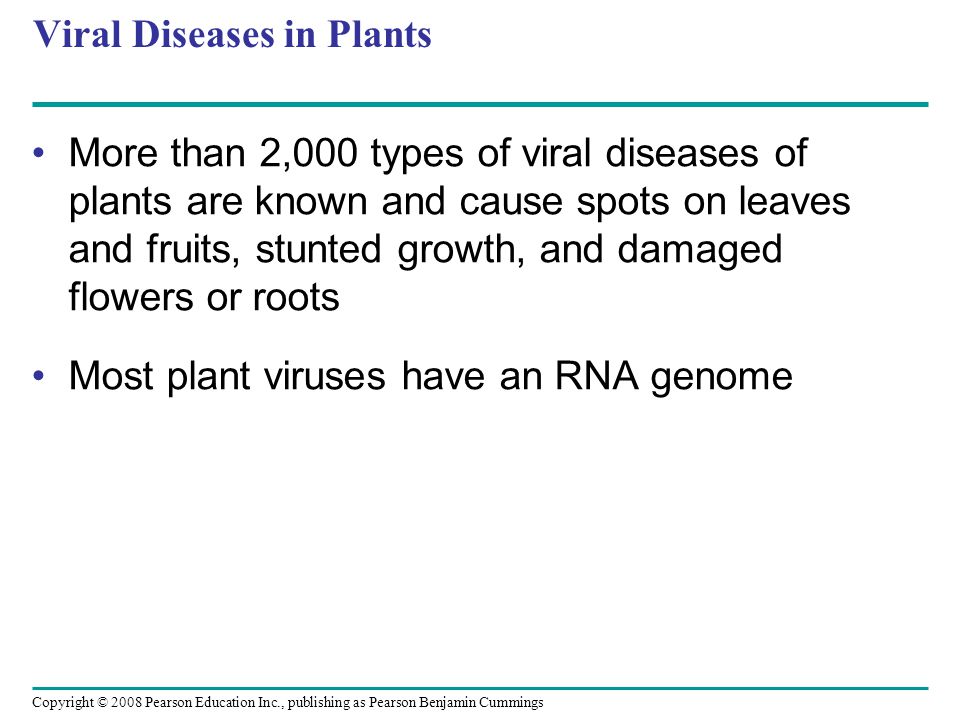 Copyright © 2008 Pearson Education Inc., publishing as Pearson Benjamin Cummings Viral Diseases in Plants More than 2,000 types of viral diseases of plants are known and cause spots on leaves and fruits, stunted growth, and damaged flowers or roots Most plant viruses have an RNA genome