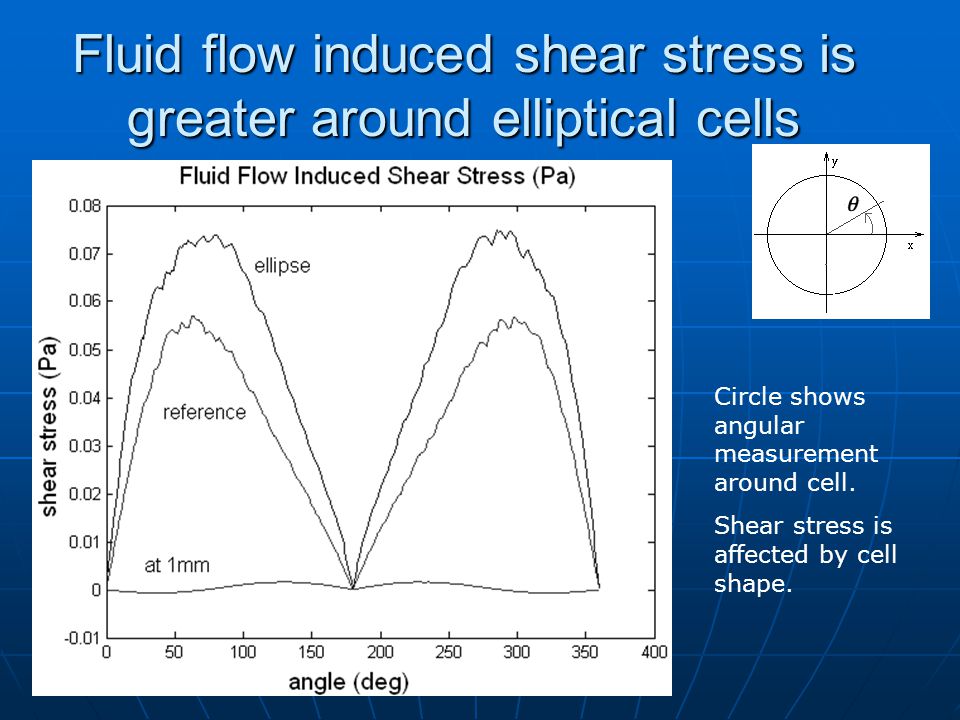 Fluid flow induced shear stress is greater around elliptical cells Circle shows angular measurement around cell.