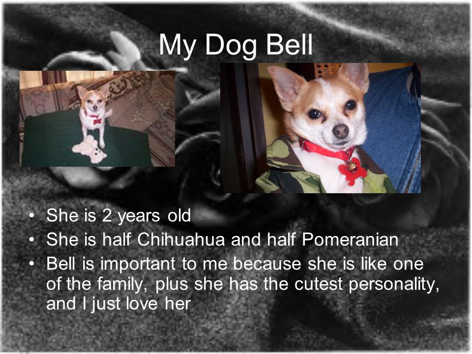 My Dog Bell She is 2 years old She is half Chihuahua and half Pomeranian Bell is important to me because she is like one of the family, plus she has the cutest personality, and I just love her