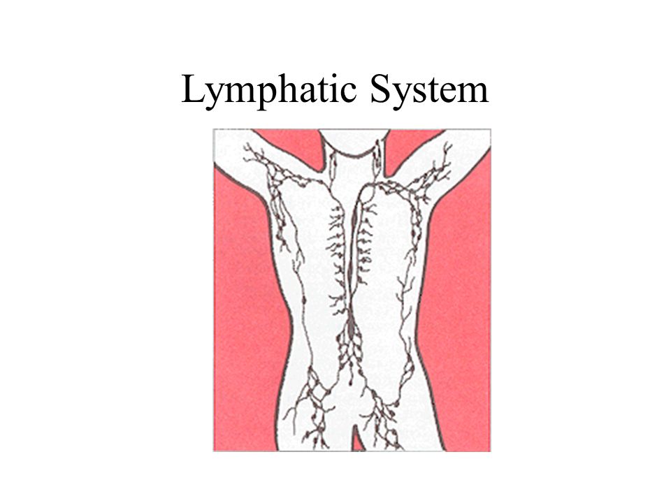 lymphatic