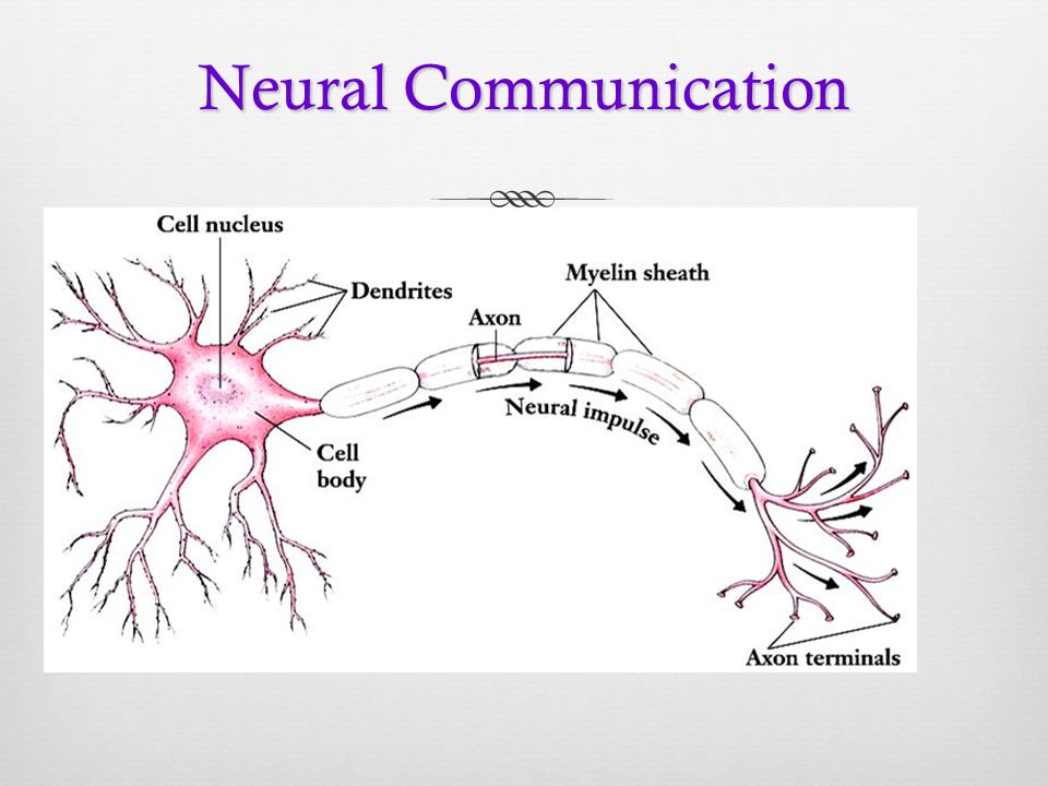 chapter 2 neural communication the brain psychology 101 neural communication