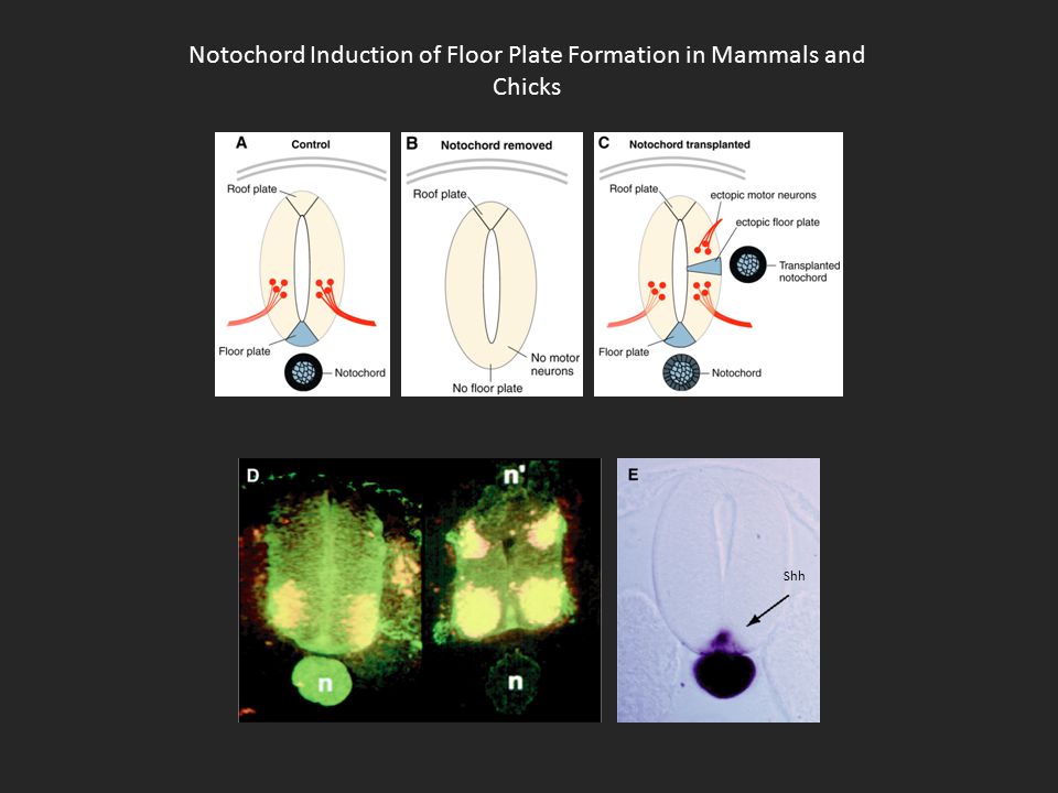 Notochord Induction of Floor Plate Formation in Mammals and Chicks Shh
