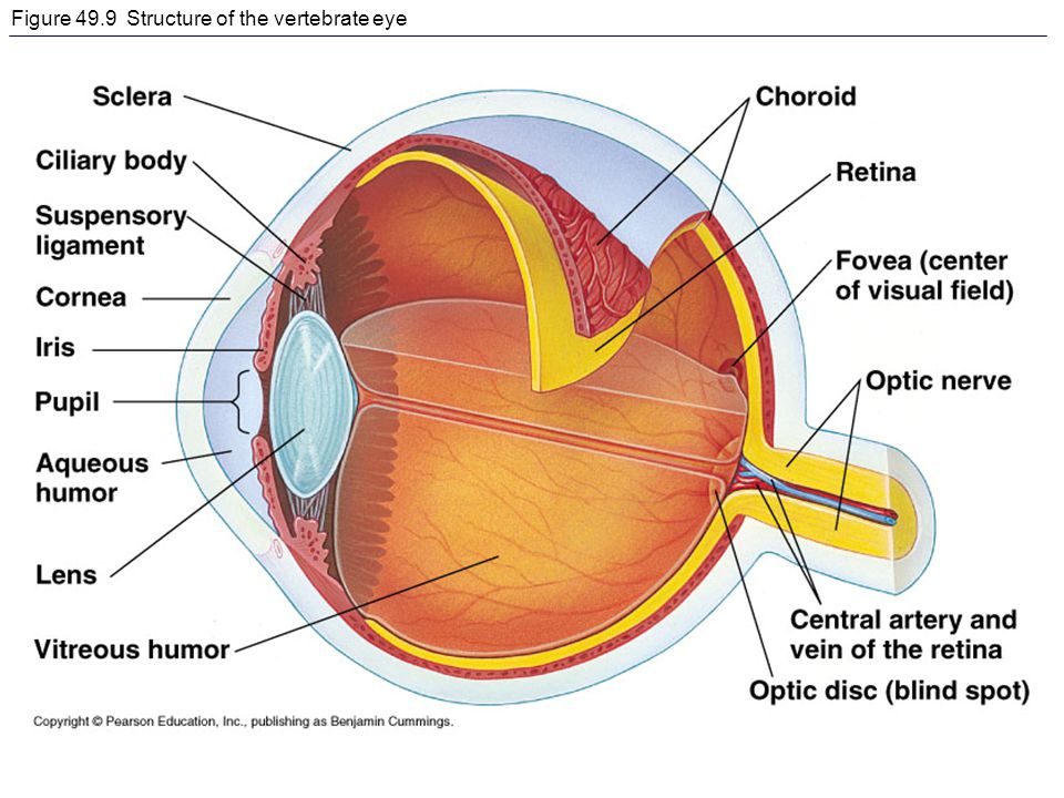 Глазных орбит и зрительных нервов. Внешнее строение глаза. Сосудистая оболочка. Строение глаза животных.