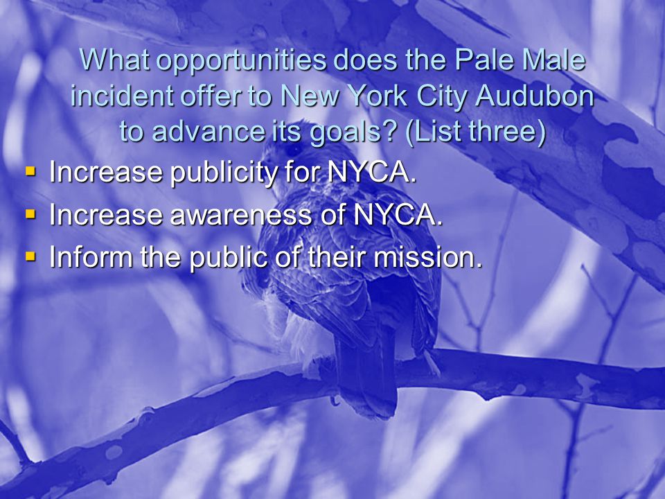 What opportunities does the Pale Male incident offer to New York City Audubon to advance its goals.