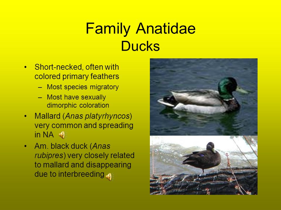 Family Anatidae Ducks, geese and swans Very diverse aquatic family Habitats vary, from wooded wetlands and rivers (wood duck) to open water (greater scaup) Notes: –Many feed by dabbling, i.e., sifting through mud for nutritious invertebrates, seeds, shoots, etc.