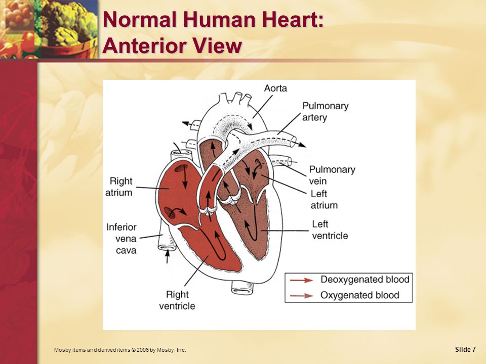 Mosby items and derived items © 2006 by Mosby, Inc. Slide 7 Normal Human Heart: Anterior View