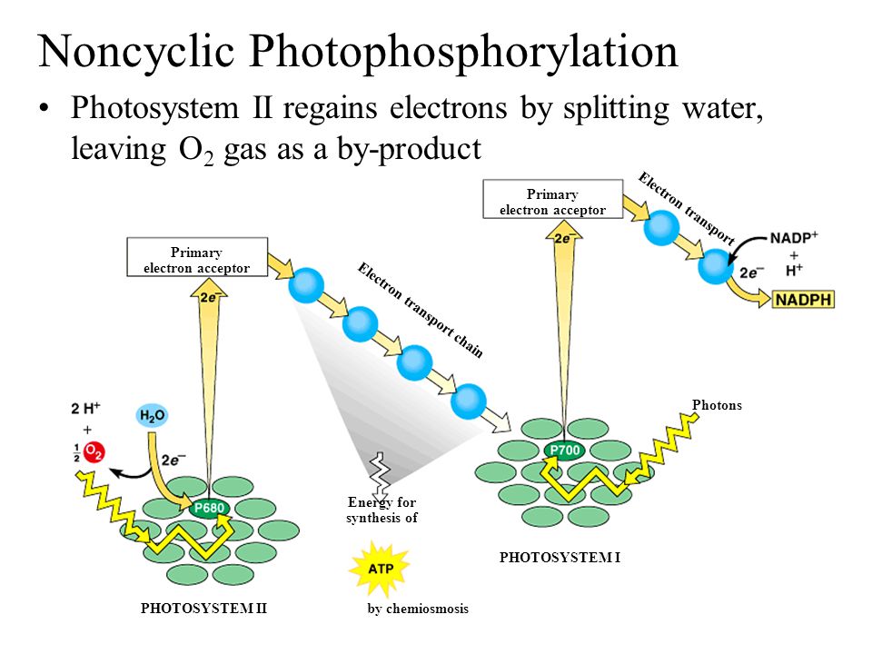 Primary electron acceptor Electron transport chain Electron transport Photons PHOTOSYSTEM I PHOTOSYSTEM II Energy for synthesis of by chemiosmosis Noncyclic Photophosphorylation Photosystem II regains electrons by splitting water, leaving O 2 gas as a by-product