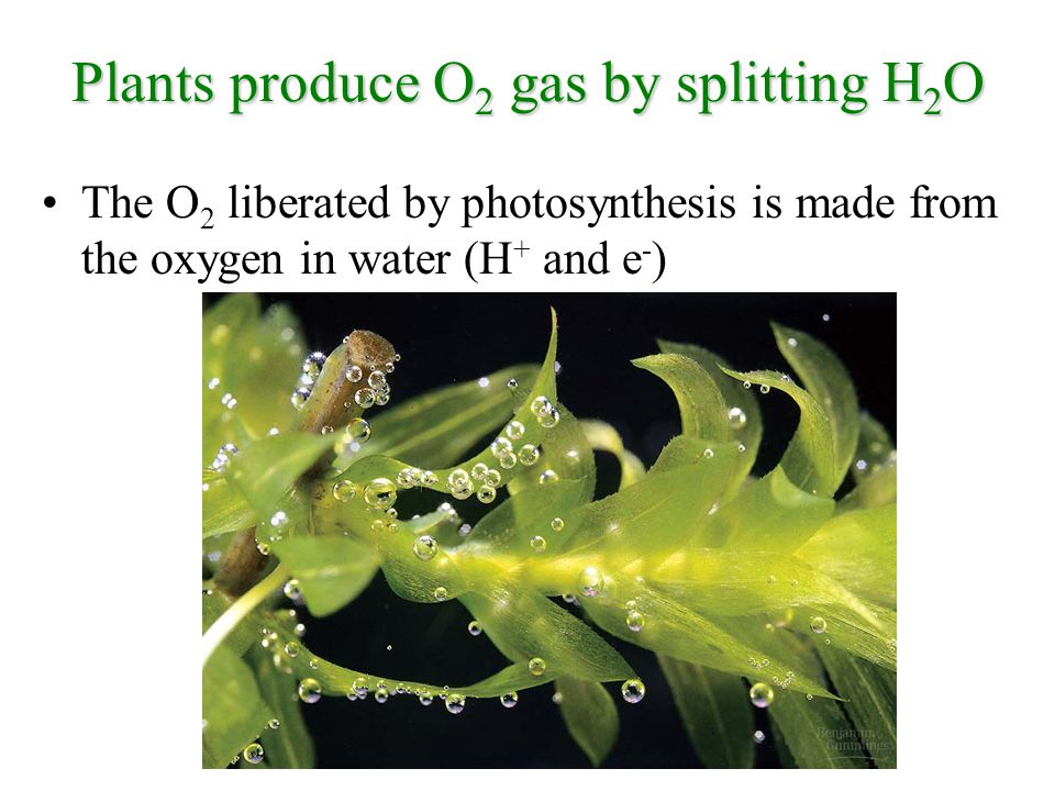 The O 2 liberated by photosynthesis is made from the oxygen in water (H + and e - ) Plants produce O 2 gas by splitting H 2 O