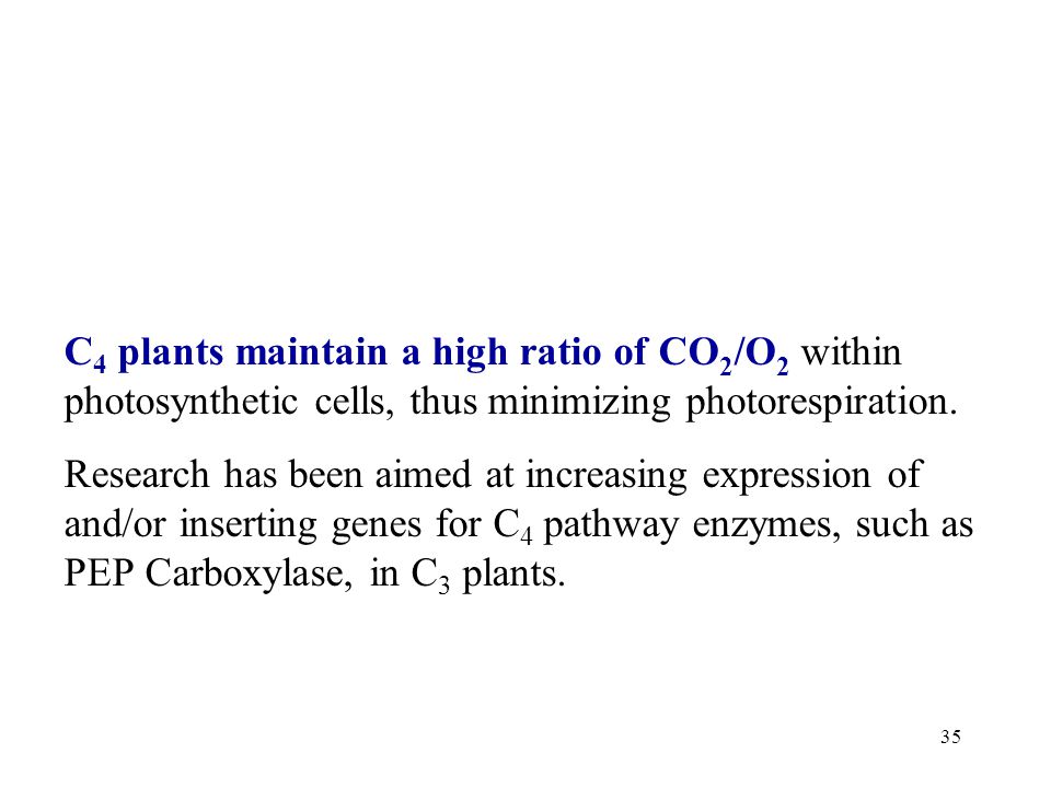 C 4 plants maintain a high ratio of CO 2 /O 2 within photosynthetic cells, thus minimizing photorespiration.