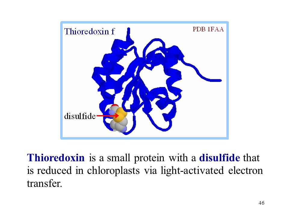 Thioredoxin is a small protein with a disulfide that is reduced in chloroplasts via light-activated electron transfer.