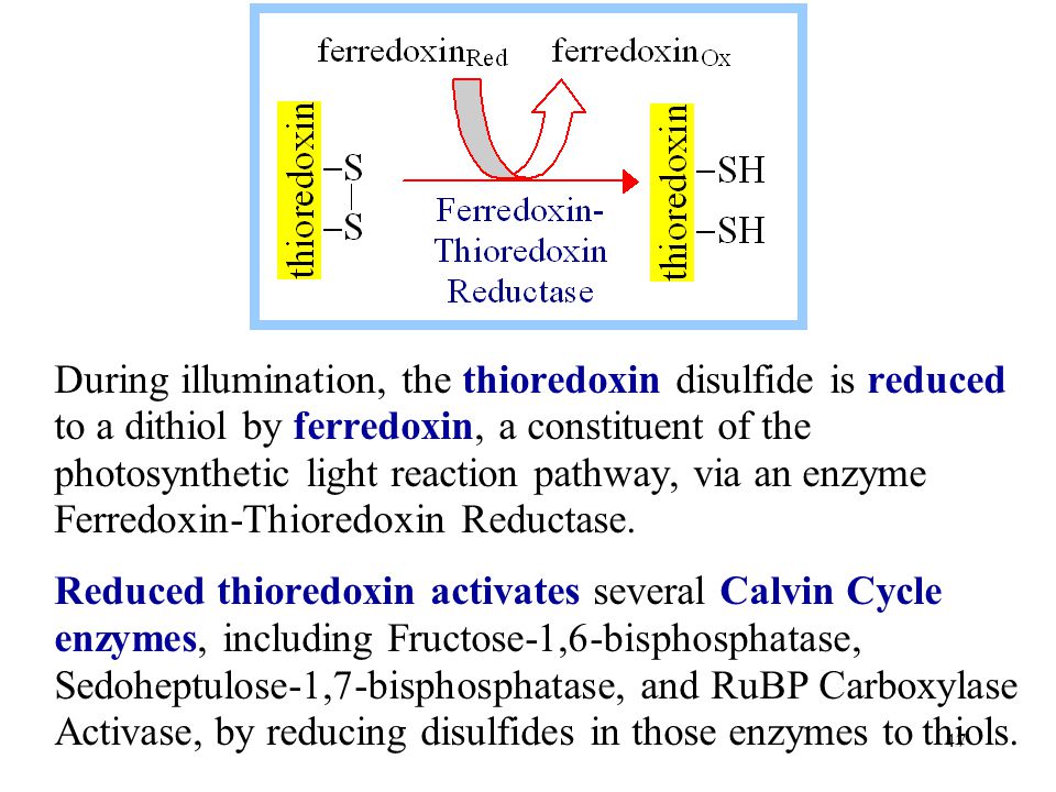 During illumination, the thioredoxin disulfide is reduced to a dithiol by ferredoxin, a constituent of the photosynthetic light reaction pathway, via an enzyme Ferredoxin-Thioredoxin Reductase.