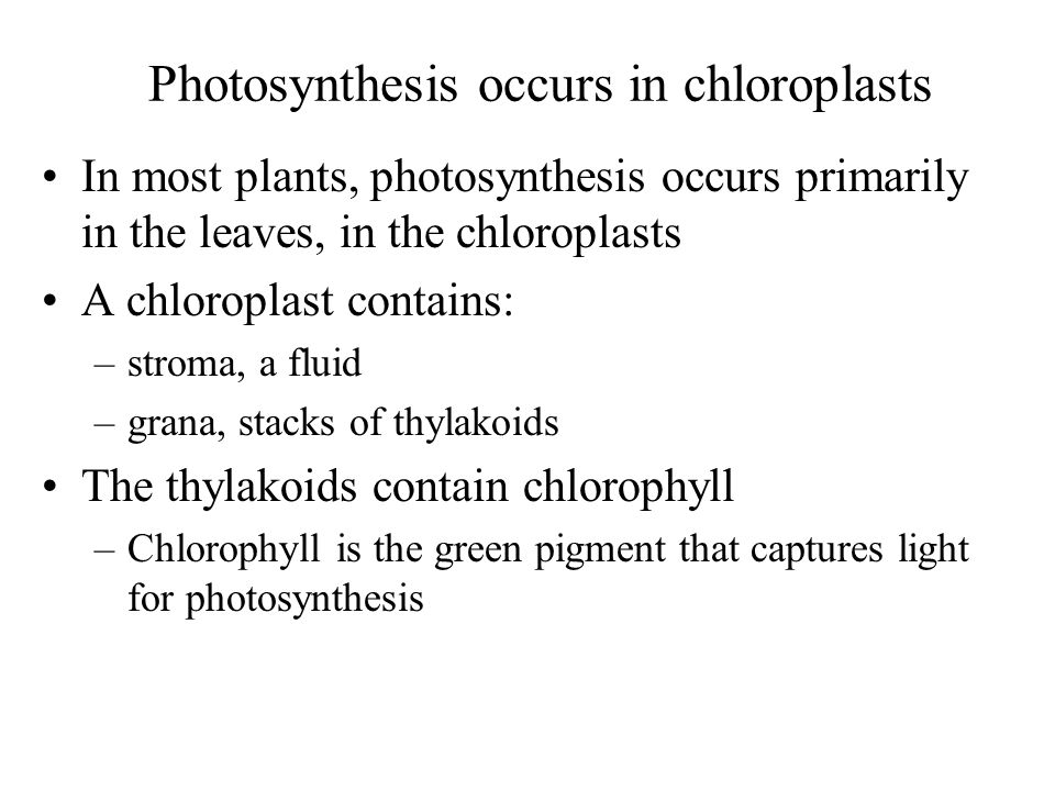 In most plants, photosynthesis occurs primarily in the leaves, in the chloroplasts A chloroplast contains: –stroma, a fluid –grana, stacks of thylakoids The thylakoids contain chlorophyll –Chlorophyll is the green pigment that captures light for photosynthesis Photosynthesis occurs in chloroplasts
