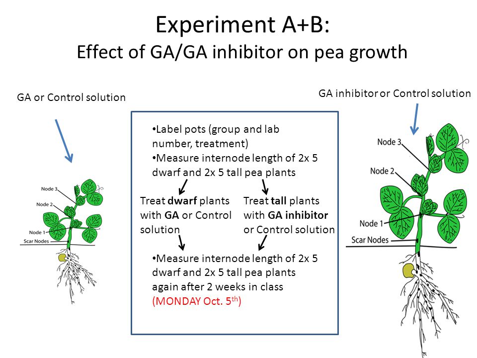 Dwarf pea plants and gibberellic acid
