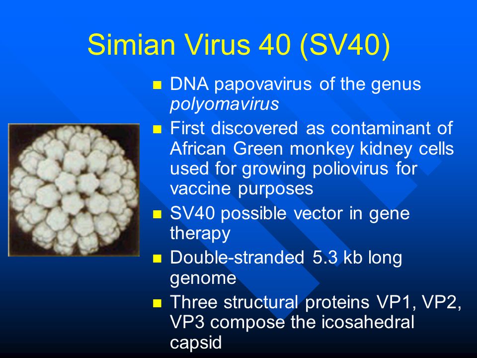 Simian Virus 40 (SV40) DNA papovavirus of the genus polyomavirus First discovered as contaminant of African Green monkey kidney cells used for growing poliovirus for vaccine purposes SV40 possible vector in gene therapy Double-stranded 5.3 kb long genome Three structural proteins VP1, VP2, VP3 compose the icosahedral capsid