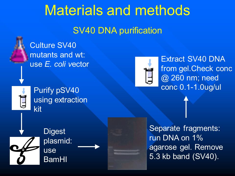 Materials and methods Culture SV40 mutants and wt: use E.