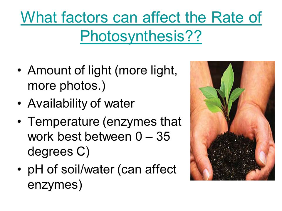 What factors can affect the Rate of Photosynthesis .