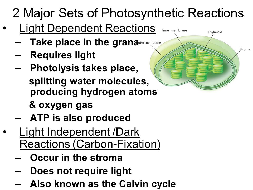 2 Major Sets of Photosynthetic Reactions Light Dependent Reactions –Take place in the grana –Requires light –Photolysis takes place, splitting water molecules, producing hydrogen atoms & oxygen gas –ATP is also produced Light Independent /Dark Reactions (Carbon-Fixation) –Occur in the stroma –Does not require light –Also known as the Calvin cycle