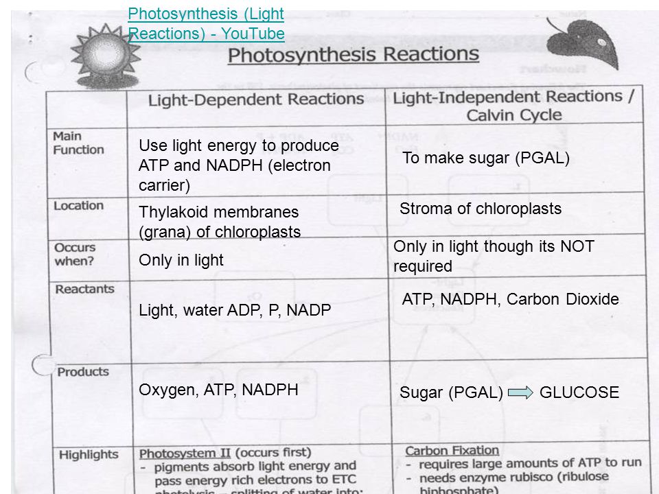 Photosynthesis (Light Reactions) - YouTube Use light energy to produce ATP and NADPH (electron carrier) To make sugar (PGAL) Thylakoid membranes (grana) of chloroplasts Stroma of chloroplasts Only in light though its NOT required ATP, NADPH, Carbon Dioxide Light, water ADP, P, NADP Oxygen, ATP, NADPH Sugar (PGAL) GLUCOSE Only in light