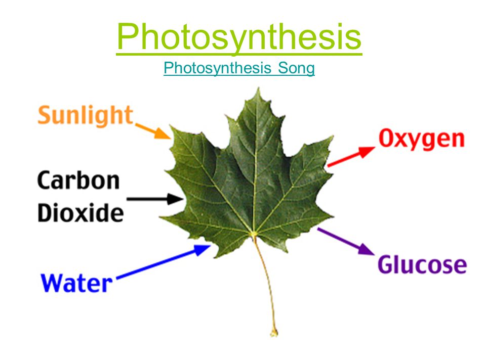 Photosynthesis Photosynthesis Song Photosynthesis Song