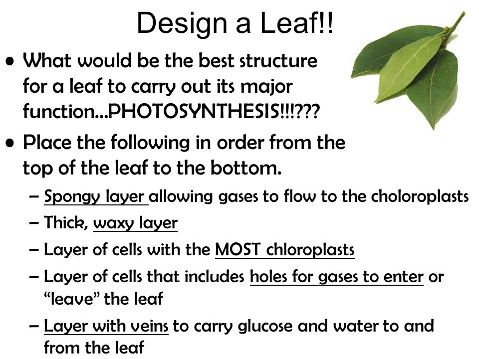 Design a Leaf!.