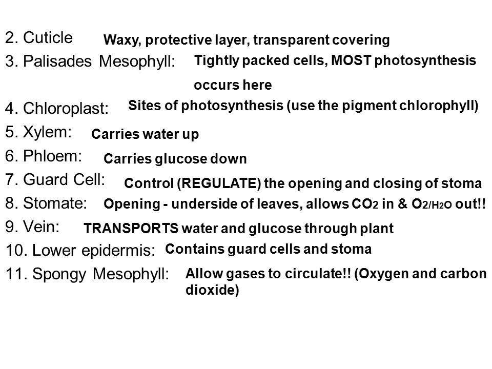 2. Cuticle 3. Palisades Mesophyll: 4. Chloroplast: 5.