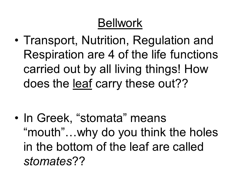 Bellwork Transport, Nutrition, Regulation and Respiration are 4 of the life functions carried out by all living things.