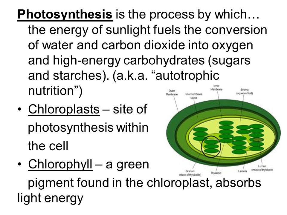 Photosynthesis is the process by which… the energy of sunlight fuels the conversion of water and carbon dioxide into oxygen and high-energy carbohydrates (sugars and starches).
