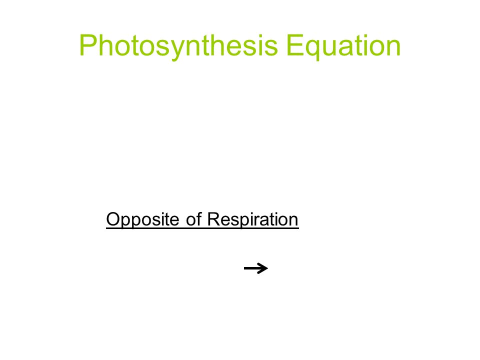 Photosynthesis Equation 6CO 2 + 6H 2 O light C 6 H 12 O 6 + 6O 2 E carbon dioxide + water glucose + oxygen Opposite of Respiration C 6 H 12 O 6 + 6O 2 6CO 2 + 6H 2 O + ATP!.