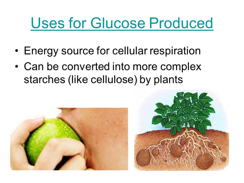 Uses for Glucose Produced Energy source for cellular respiration Can be converted into more complex starches (like cellulose) by plants