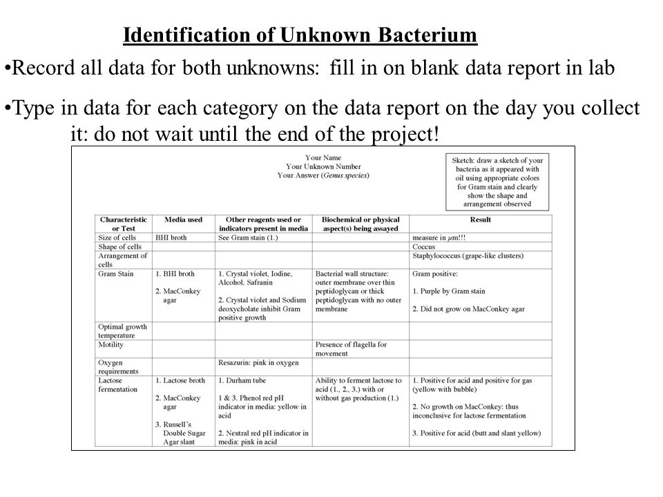 microbiology unknown organism lab report