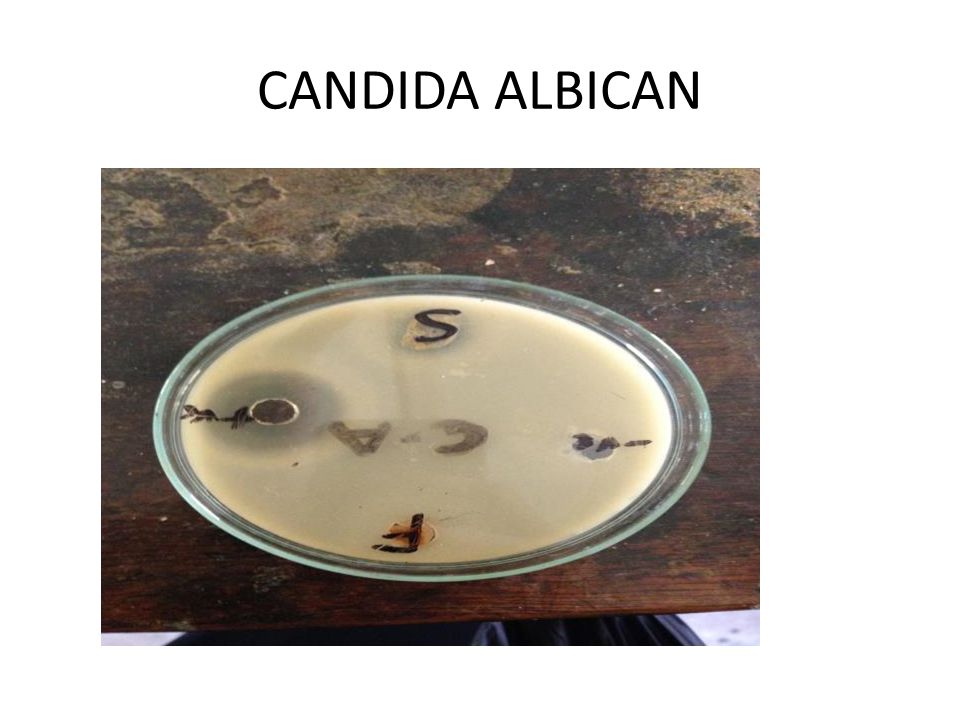 CANDIDA ALBICAN