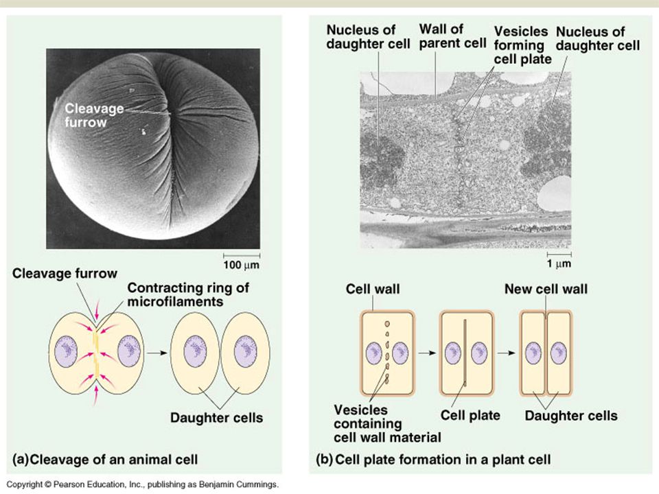 Chapter 10 Cell Growth Division Ppt Video Online Download