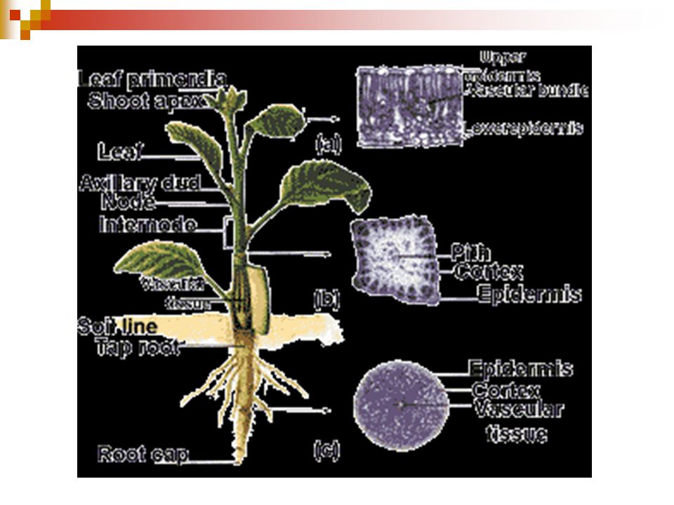 الاوراق جزءمن النبات يثبت النبات في التربة ويمتص الماء والموادالمغذية من التربه