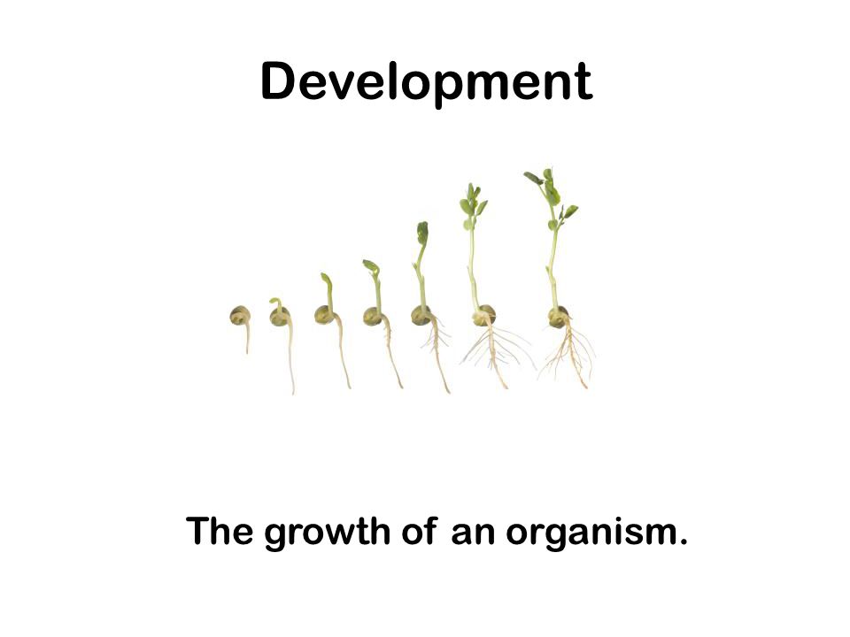 Development The growth of an organism.