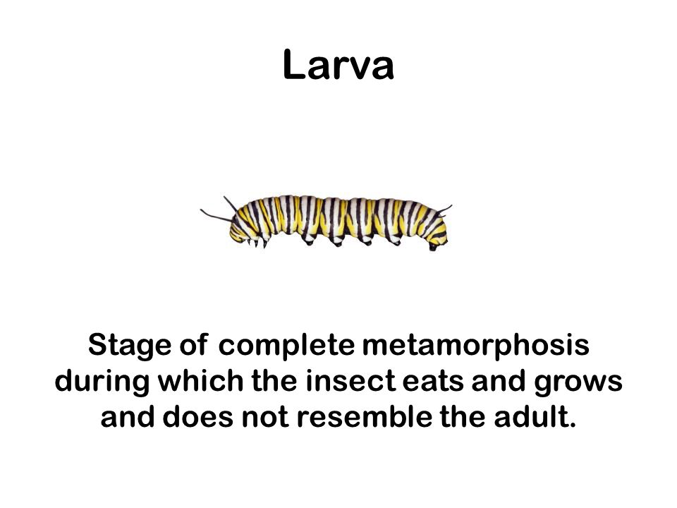 Larva Stage of complete metamorphosis during which the insect eats and grows and does not resemble the adult.