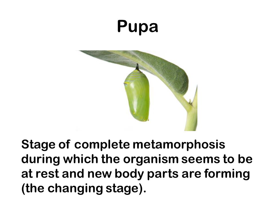 Pupa Stage of complete metamorphosis during which the organism seems to be at rest and new body parts are forming (the changing stage).