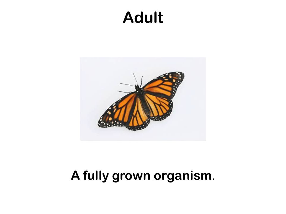 Adult A fully grown organism.