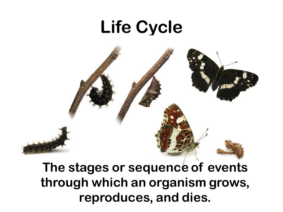 Life Cycle The stages or sequence of events through which an organism grows, reproduces, and dies.