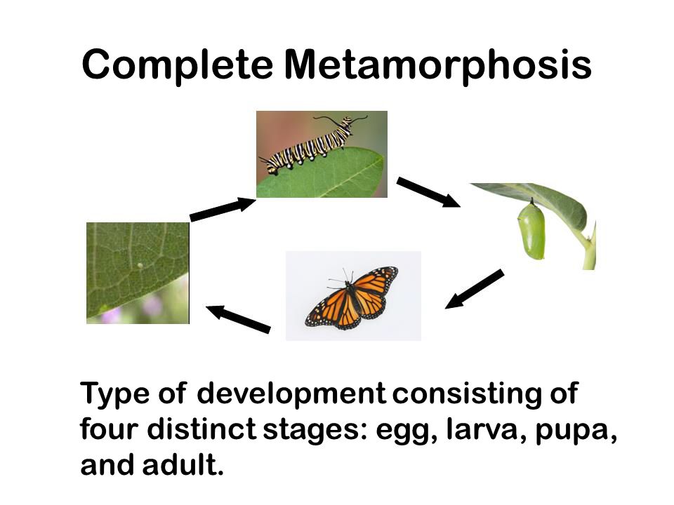 Complete Metamorphosis Type of development consisting of four distinct stages: egg, larva, pupa, and adult.