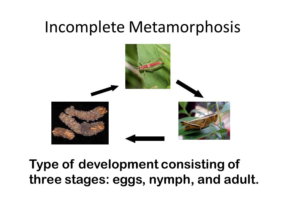Incomplete Metamorphosis Type of development consisting of three stages: eggs, nymph, and adult.
