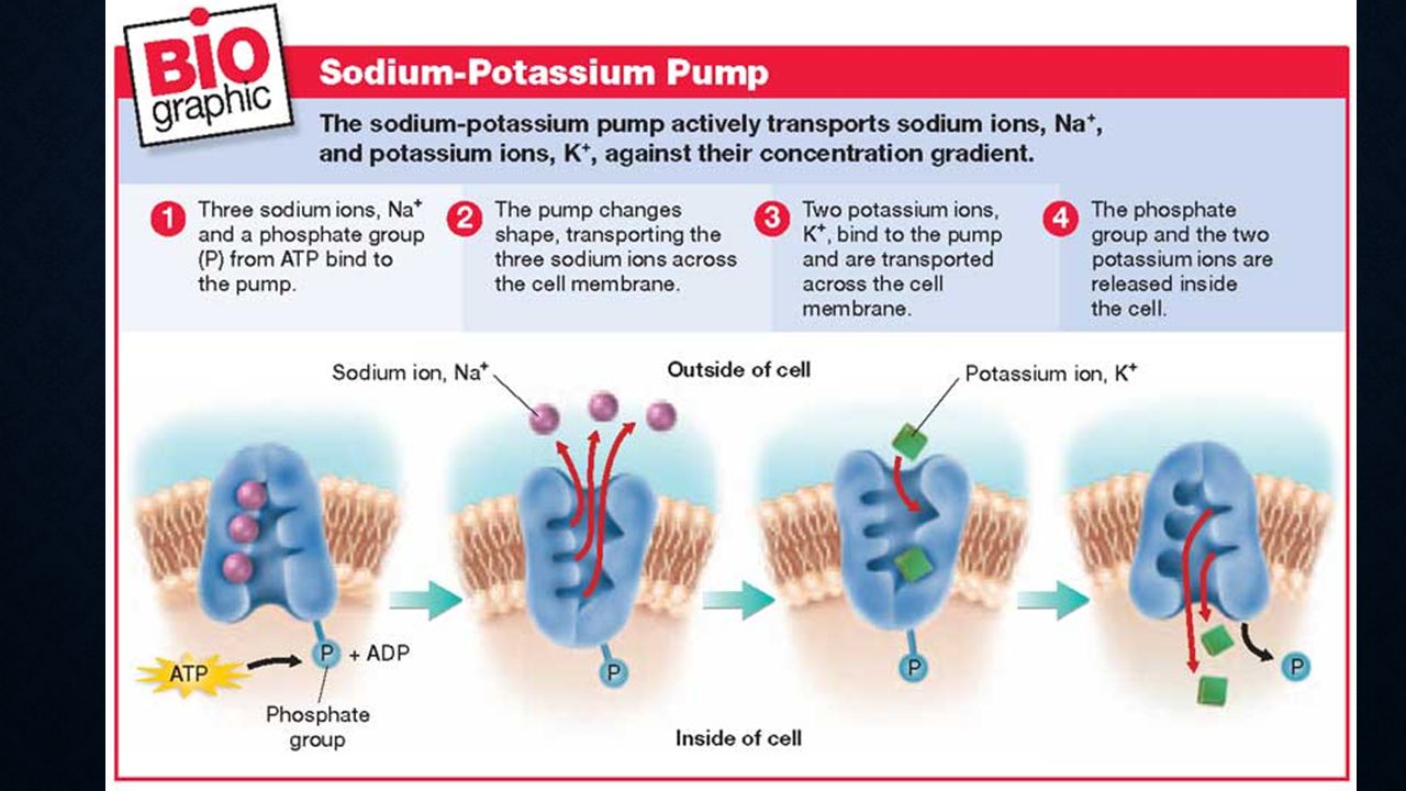 Resses sodium options