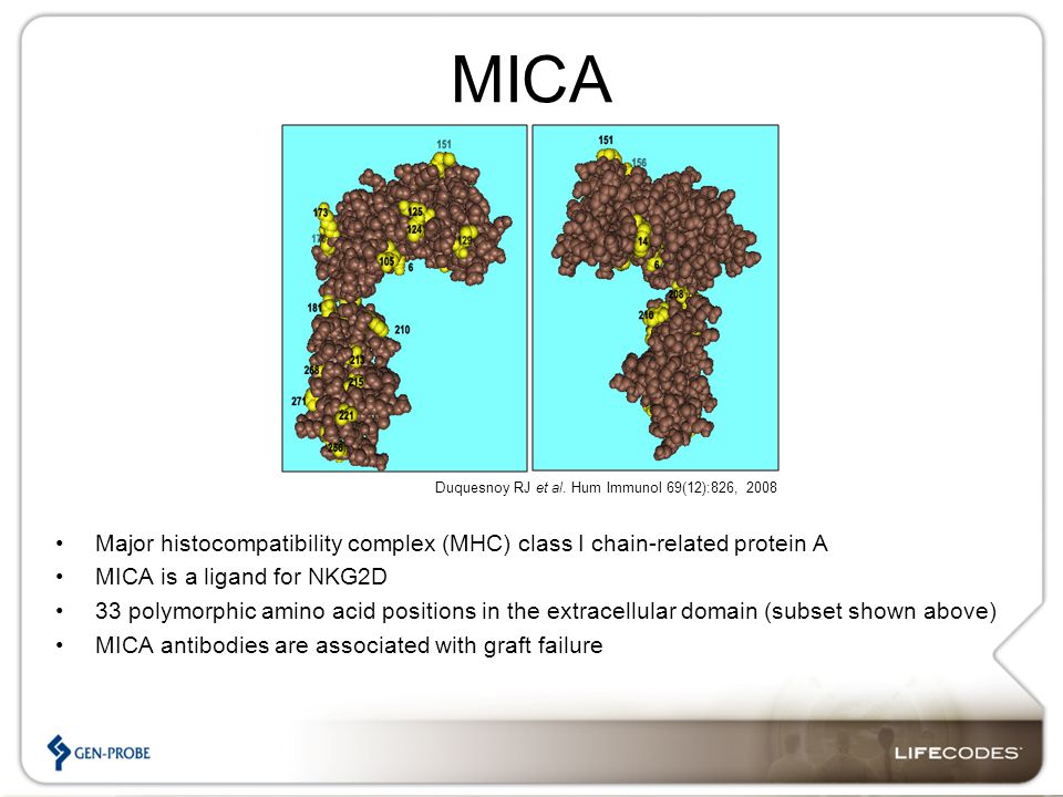 MICA Major histocompatibility complex (MHC) class I chain-related protein A MICA is a ligand for NKG2D 33 polymorphic amino acid positions in the extracellular domain (subset shown above) MICA antibodies are associated with graft failure Duquesnoy RJ et al.