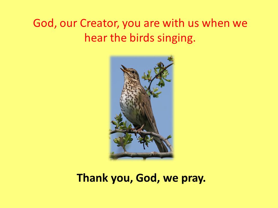 God, our Creator, you are with us when we hear the birds singing. Thank you, God, we pray.